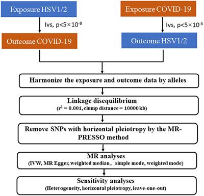 The causal association between COVID-19 and herpes simplex virus: a Mendelian randomization study